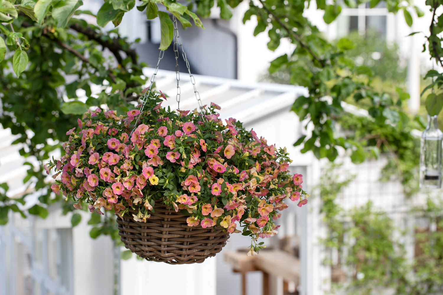 Ampel med sommerblomster