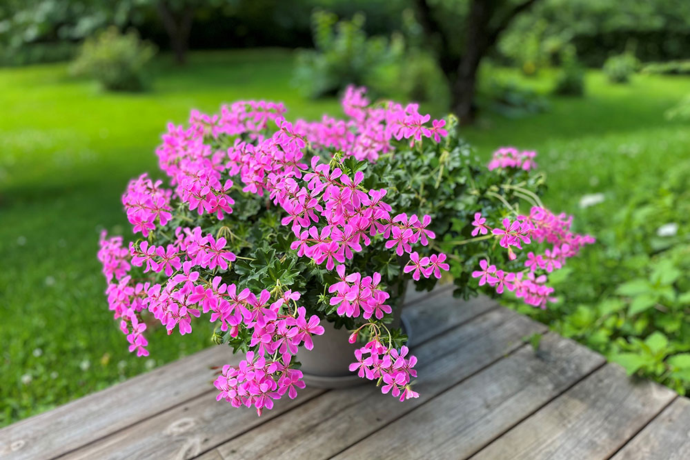 Slyngpelargonia