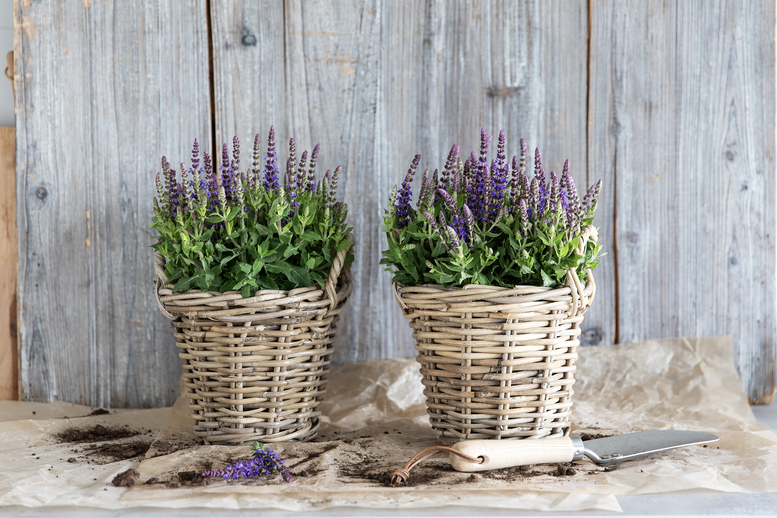 Salvia