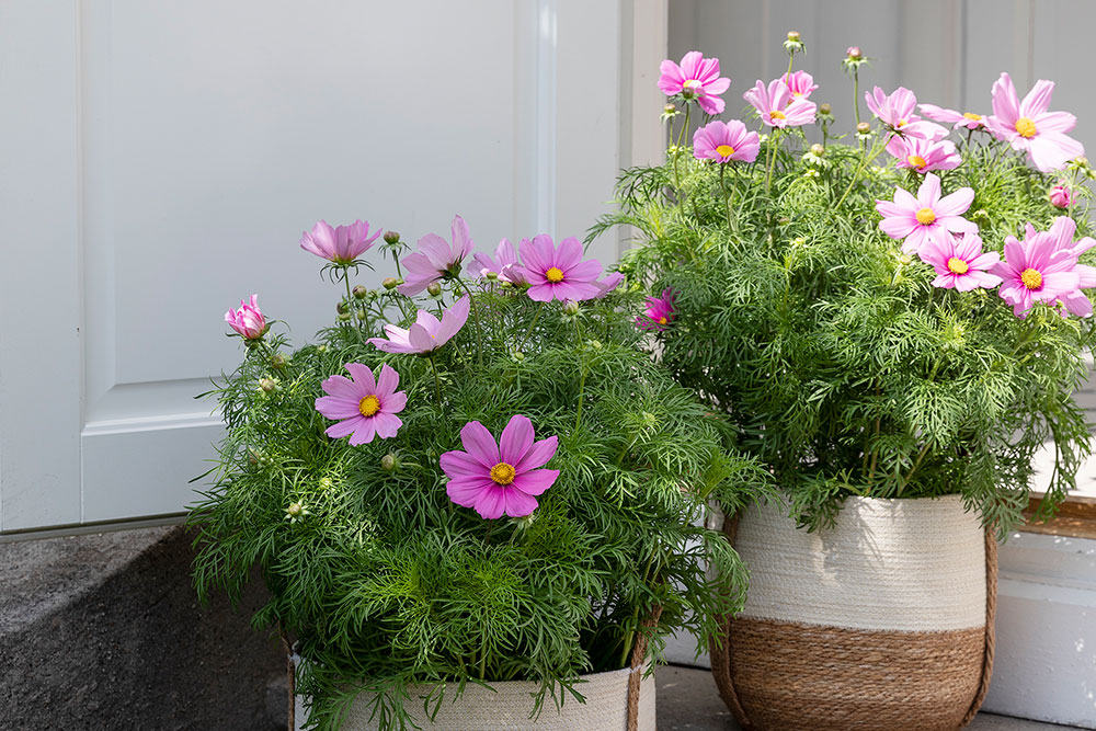 Cosmos