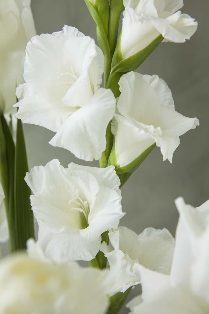 Hvite gladioler