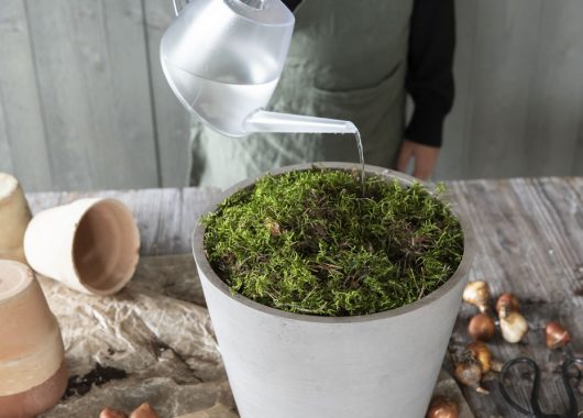 Plante blomsterløk