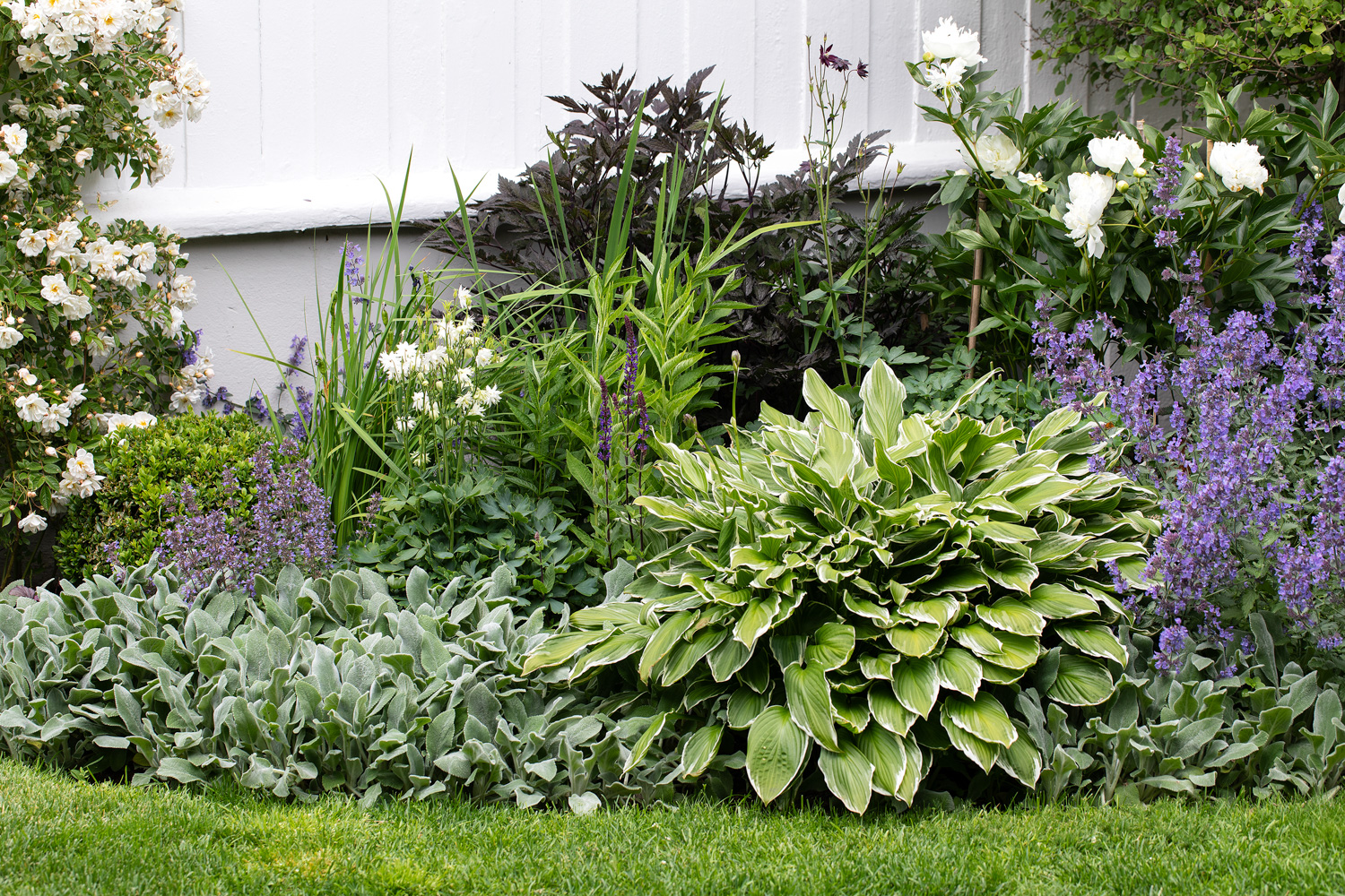 Hosta bladlilje