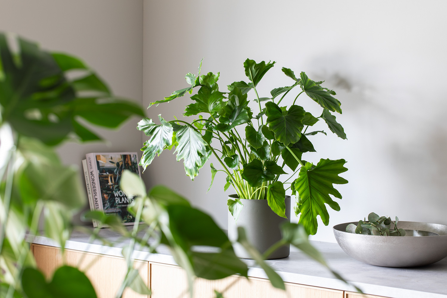 Philodendron Shangri La