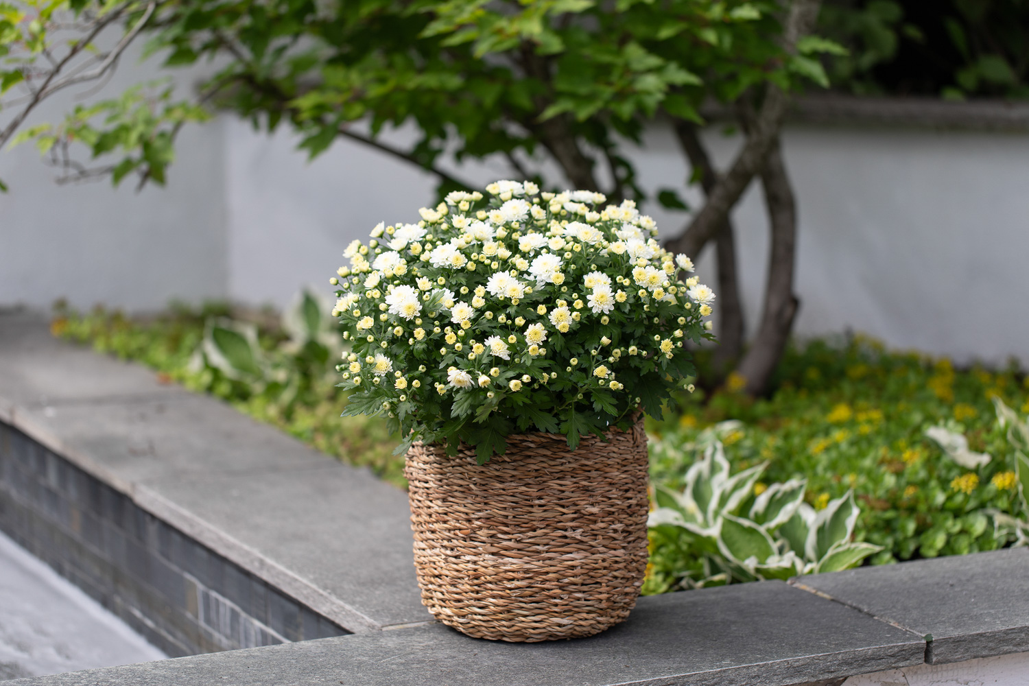 Frilandskrysantemum
