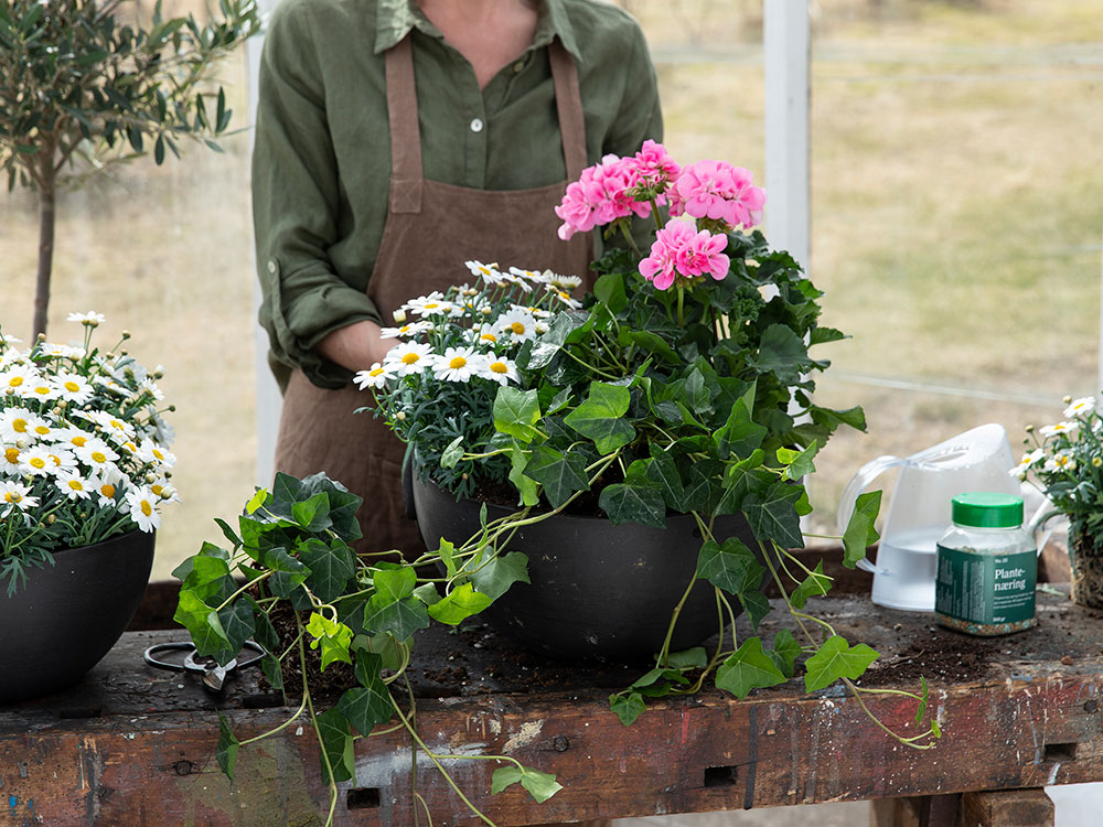 Slik planter du i krukkene