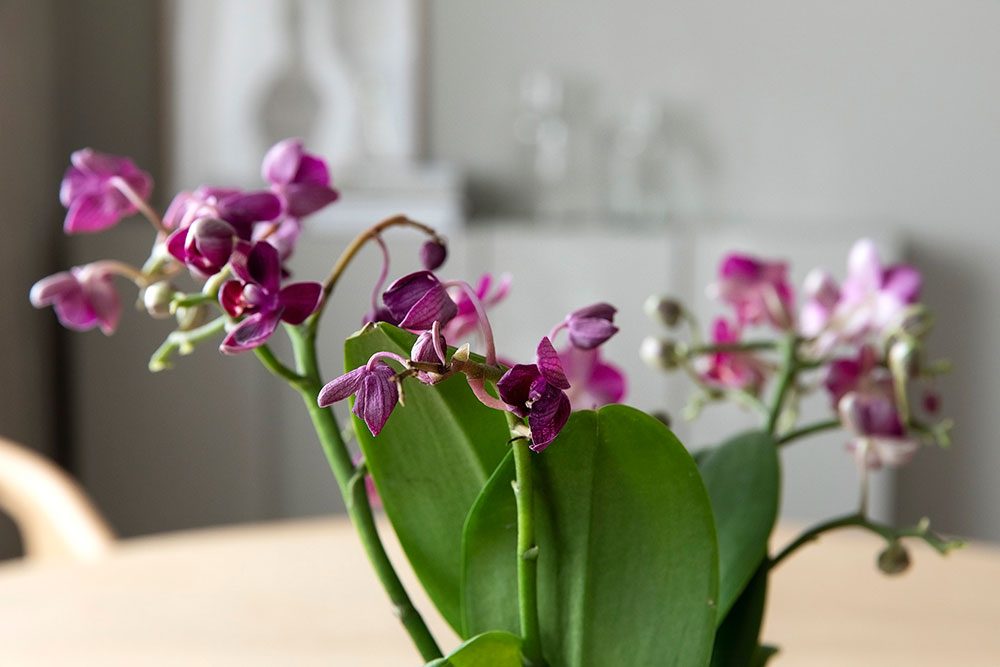 visne orkideblomster
