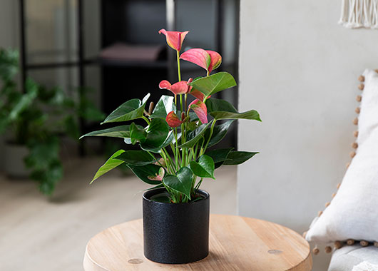Anthurium