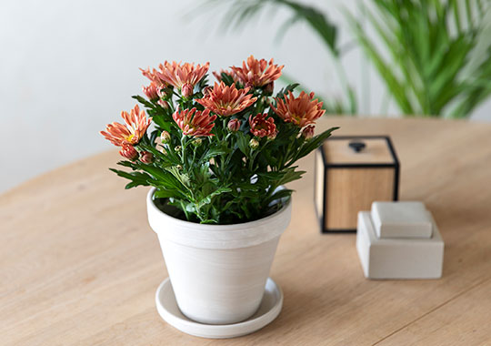 Krysantemum 'Sollinea'