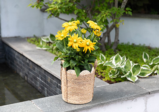 Rudbeckia 'SmileyZ'
