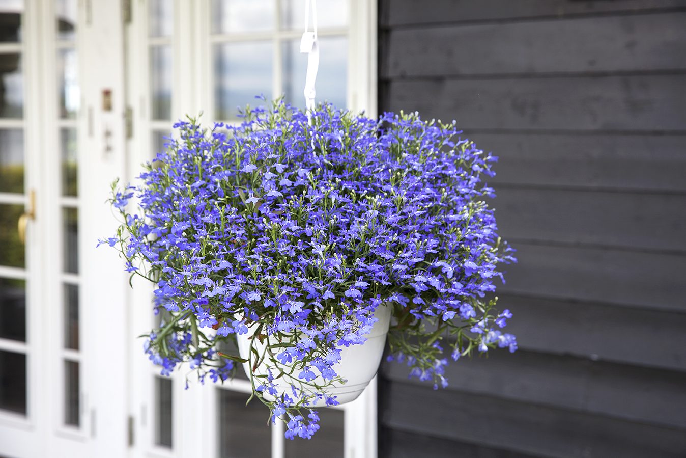 Ampel med lobelia