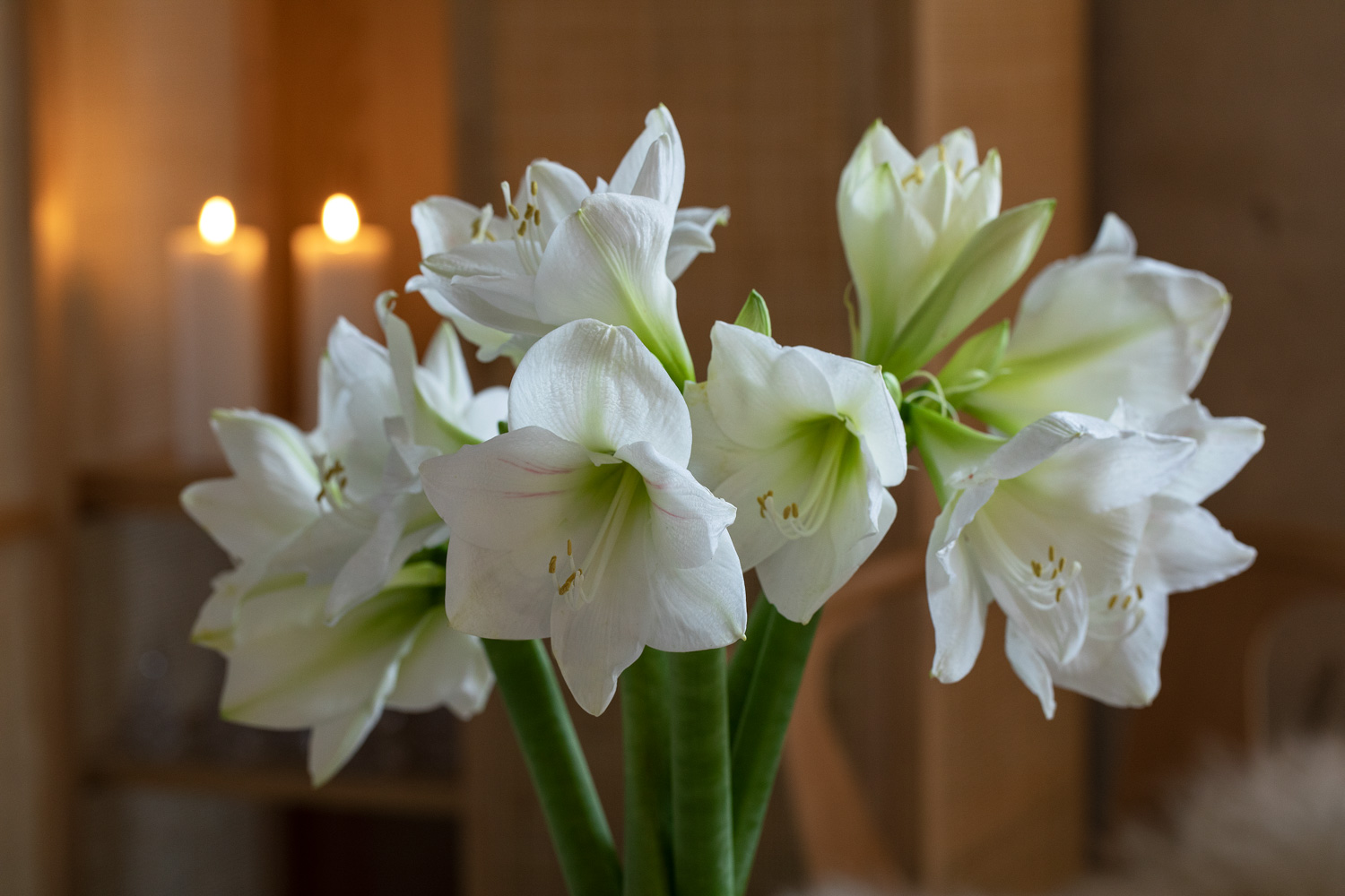 Hvite amaryllis