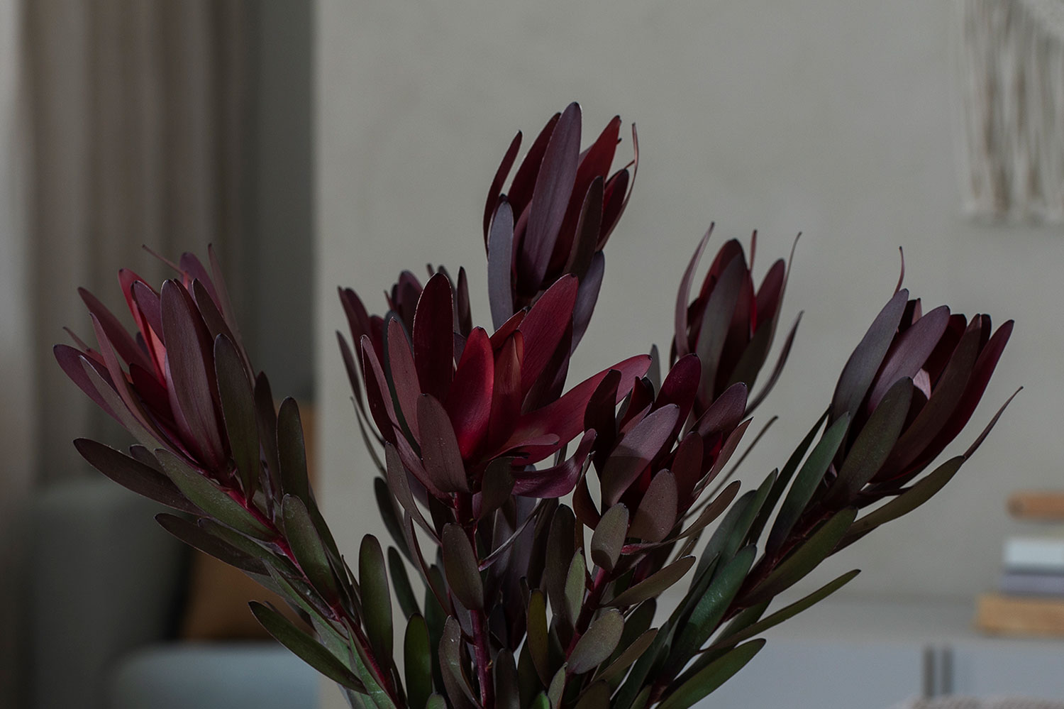 Leucadendron 