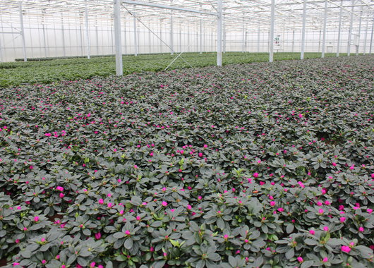 Produksjons av azalea