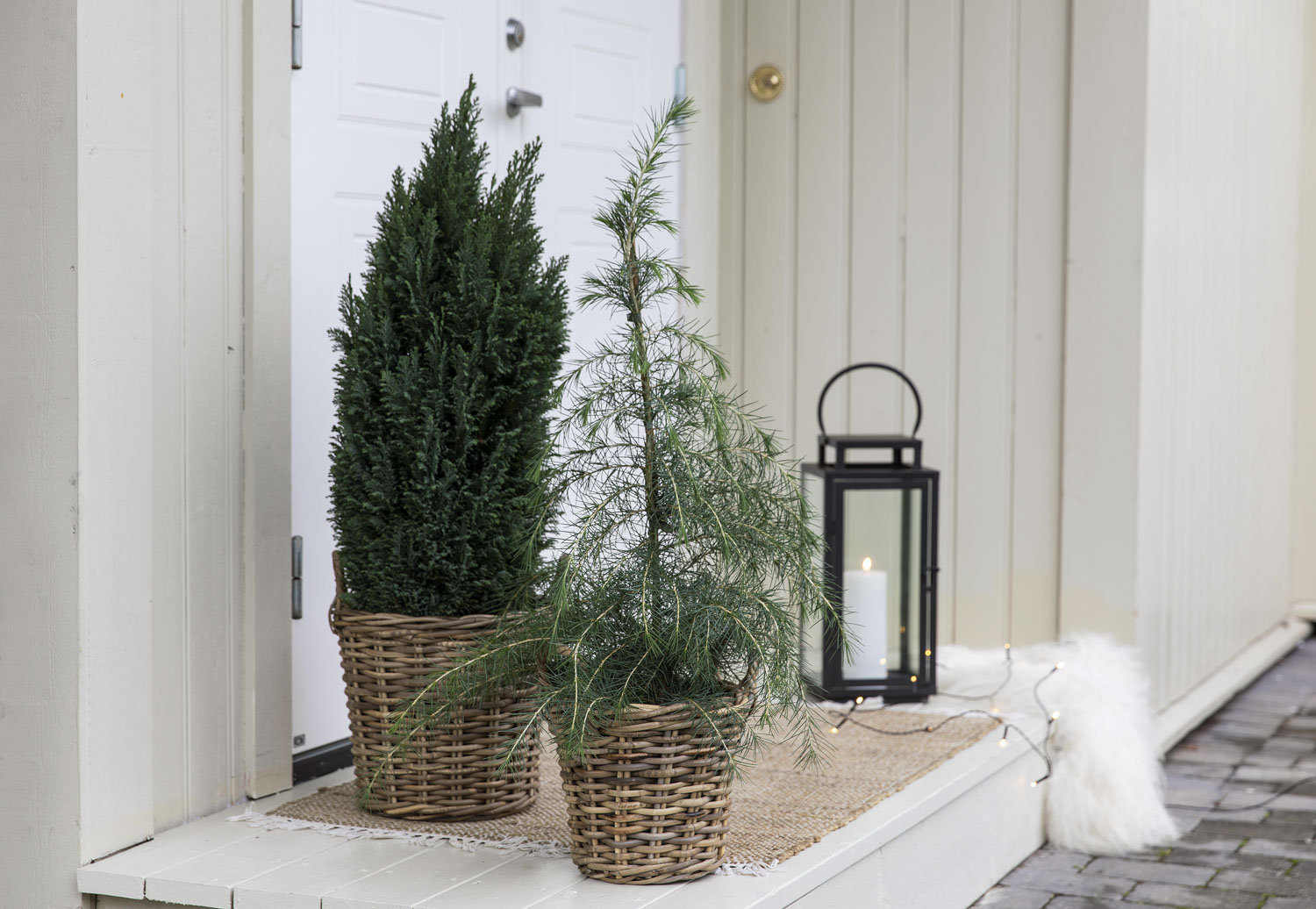 Vintergrønne planter