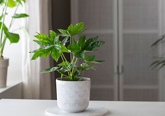 Fatsia japonica