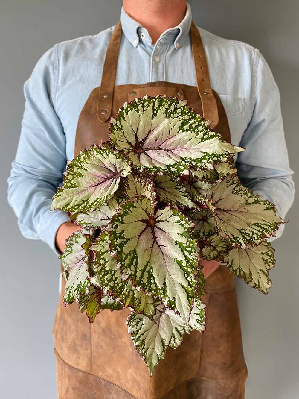 Begonia Rex 'Asian Tundra'