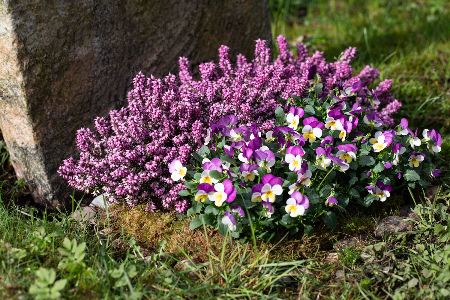 Vårlyng og viola på graven