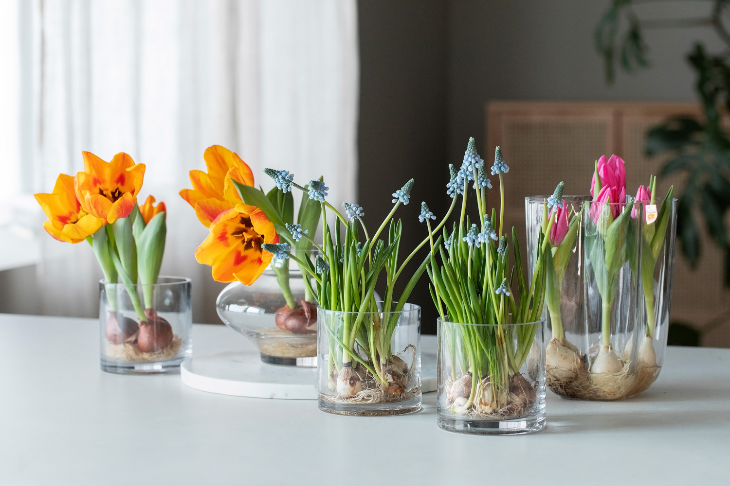 Sett løkblomster i glassvase