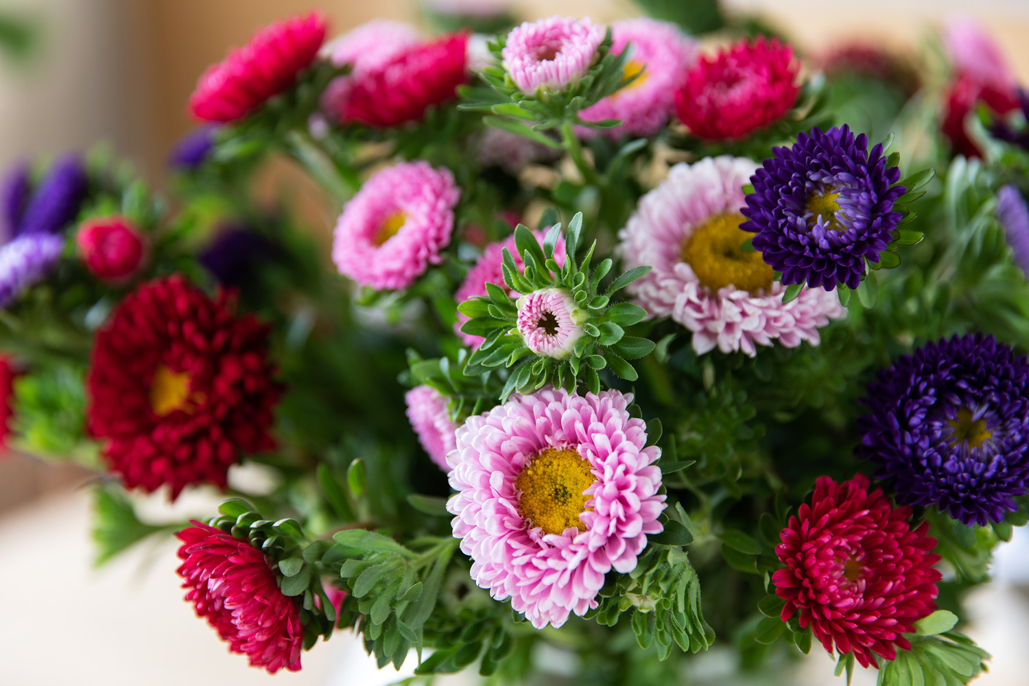 Sommerasters