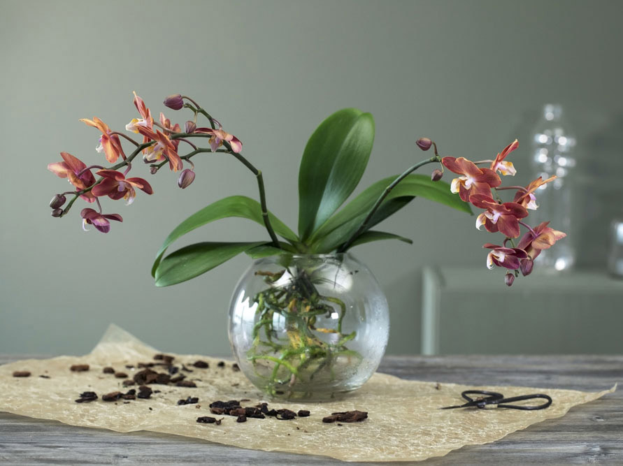 DIY: Sett orkidéen i en vase