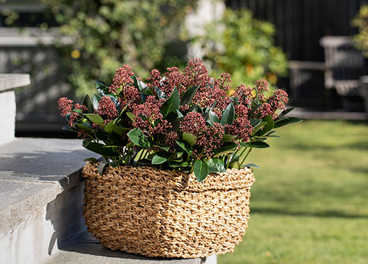 Skimmia