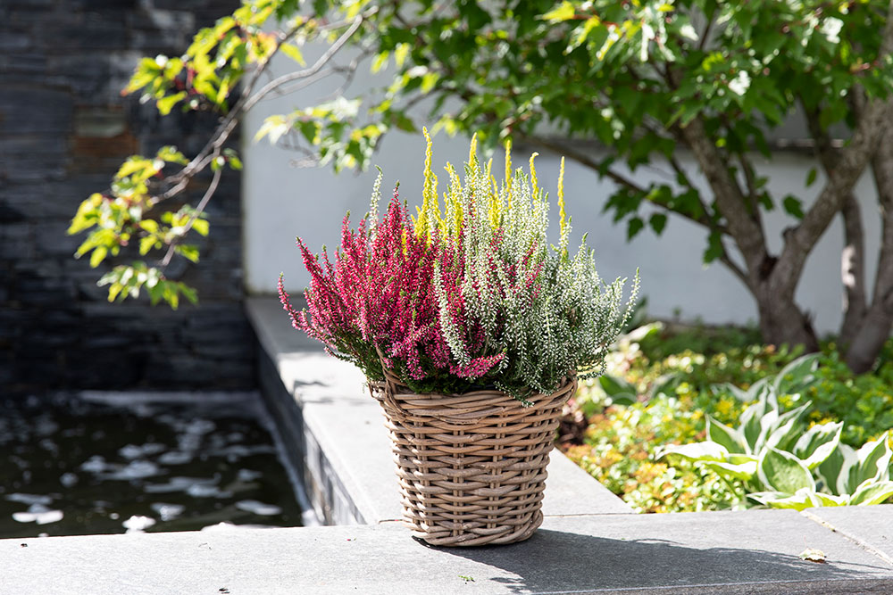 Calluna 'Trio' busk