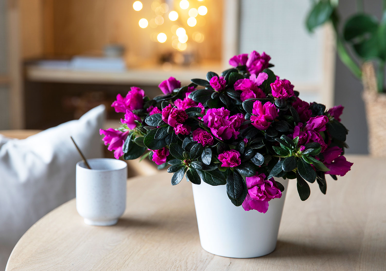 Lilla azalea