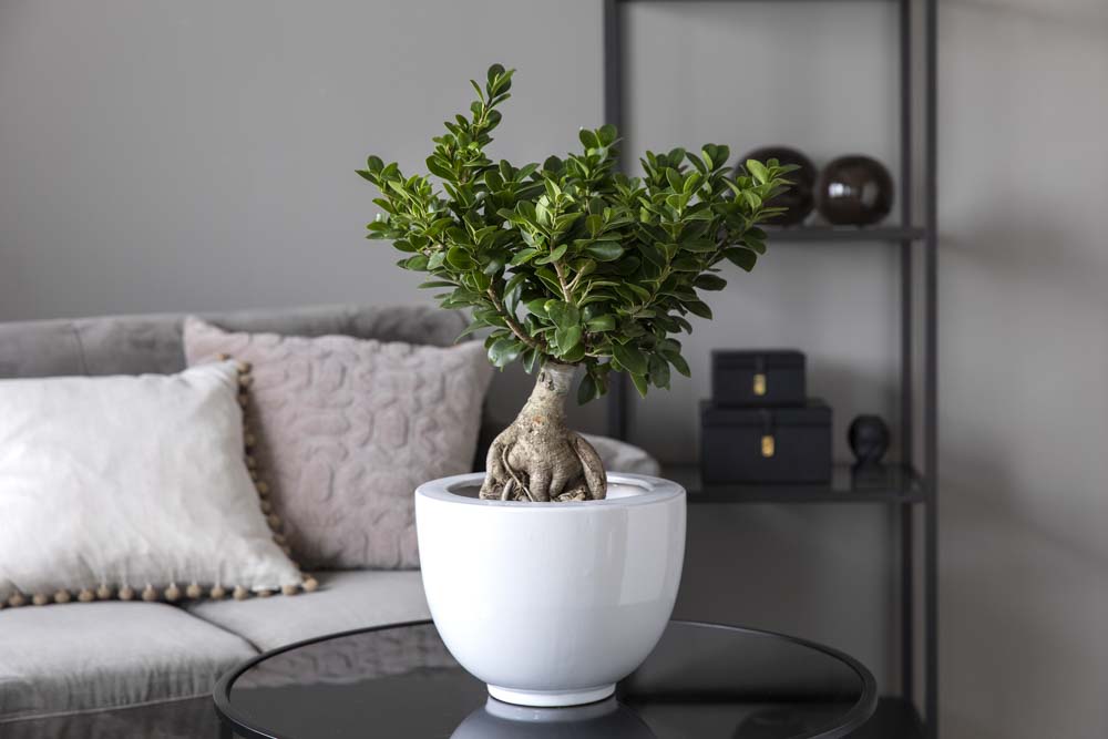 Ficus ginseng