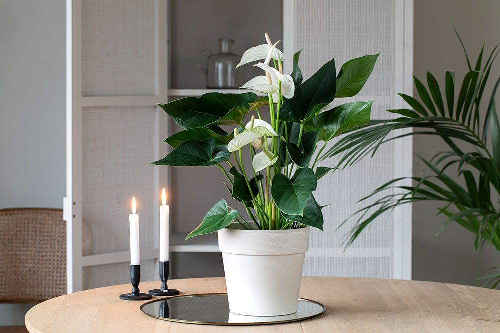 Anthurium