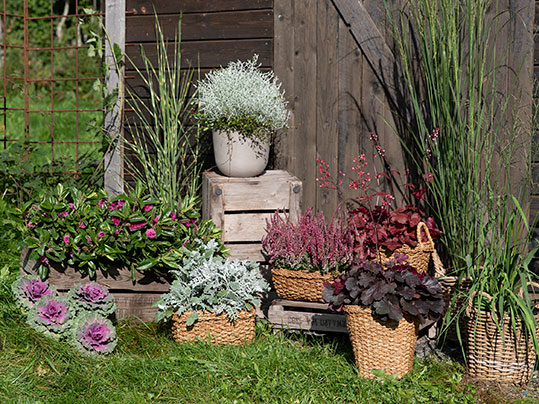 Høstblomster som holder seg fine hele høsten