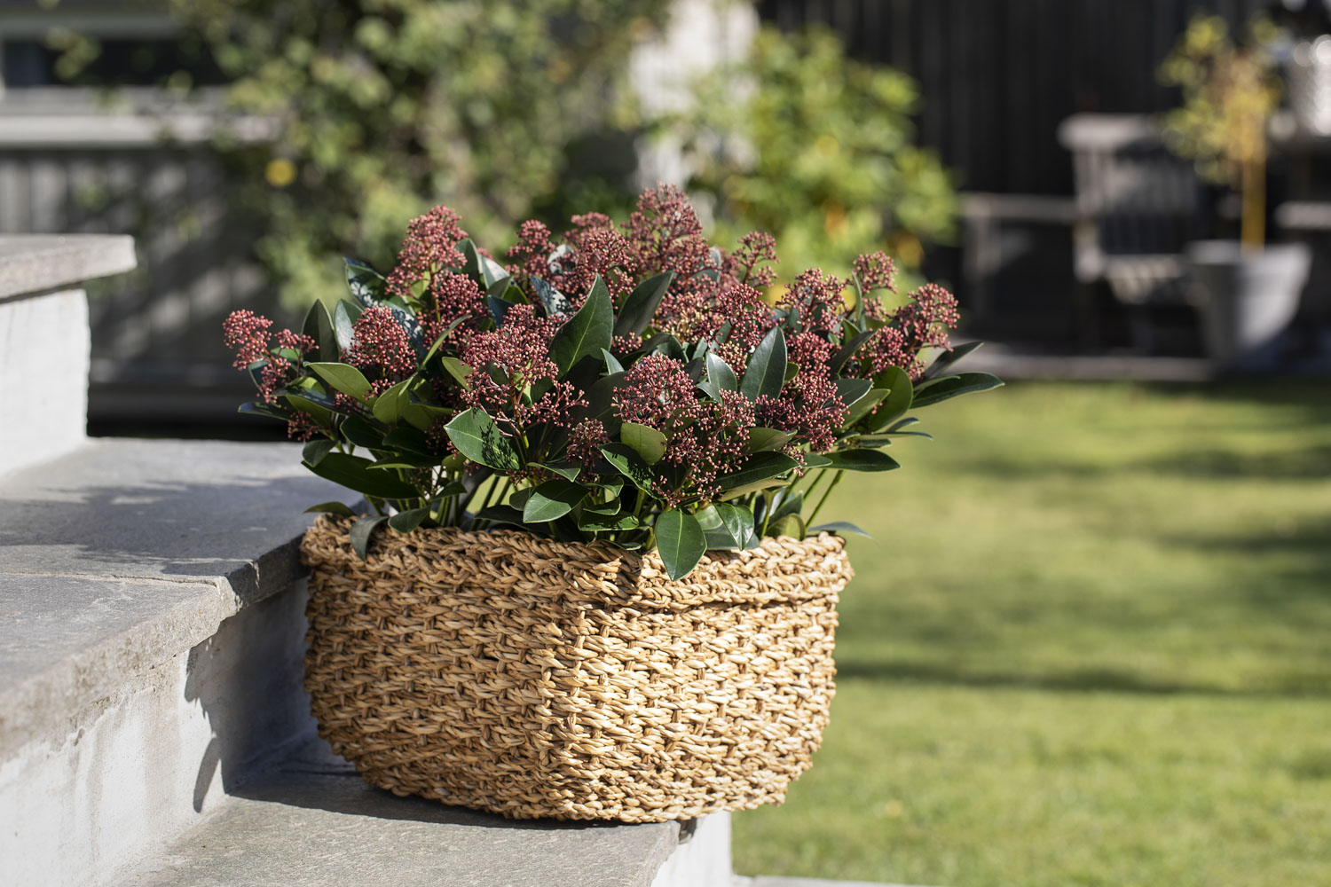 Skimmia i kurv