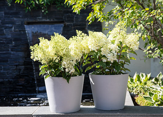 syrinhortensia