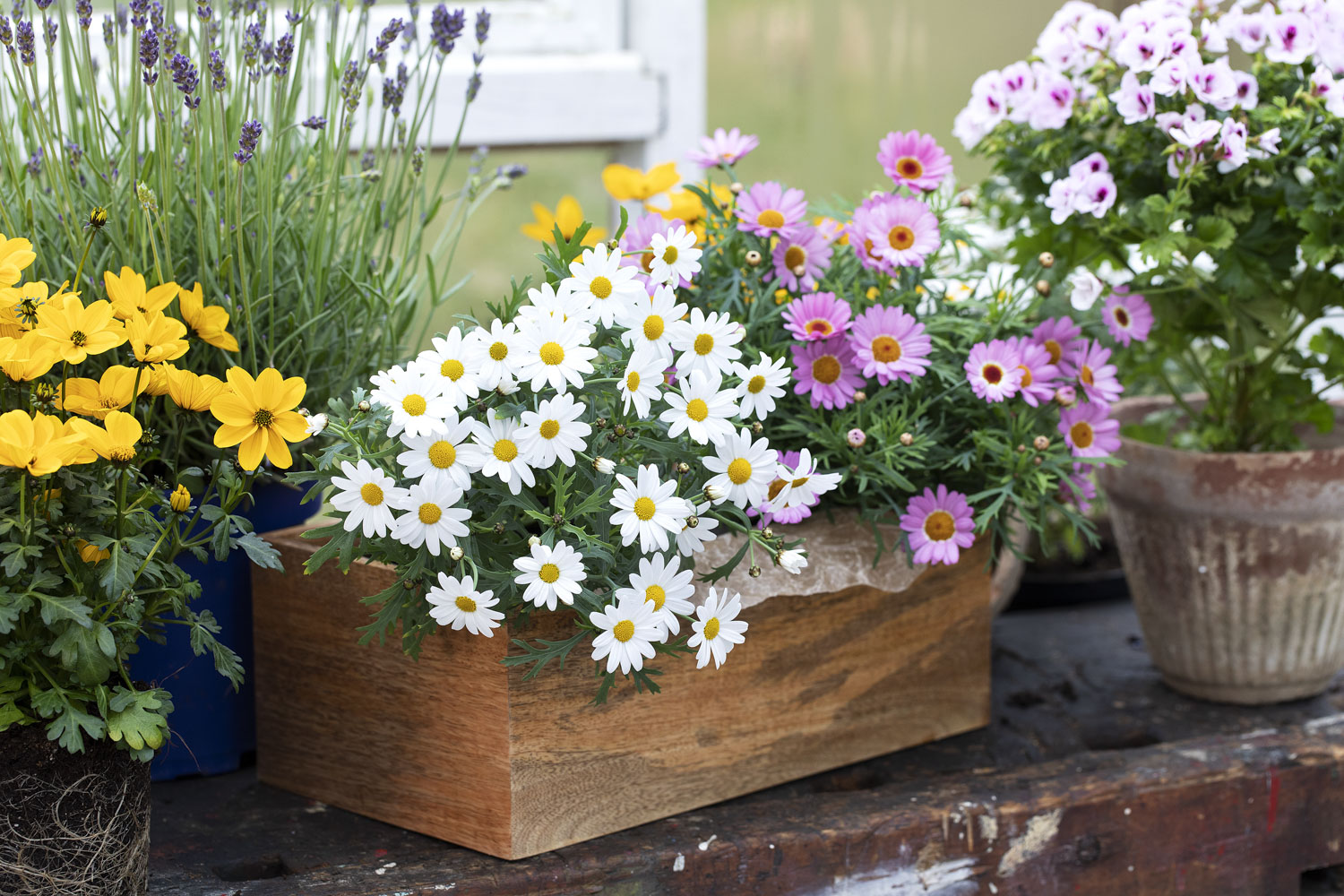 Bievennlige blomster