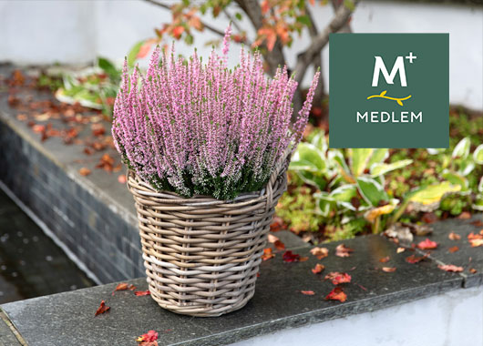 Calluna 'Marlieke' busk