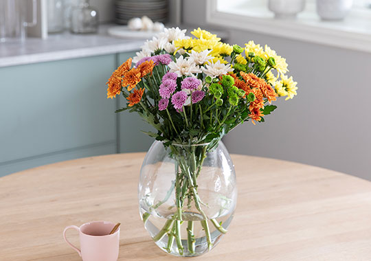 Krysantemum