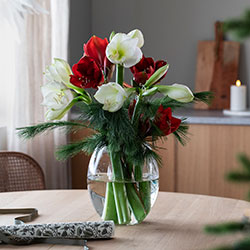 Amaryllis snittblomster