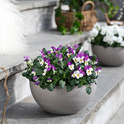 Viola