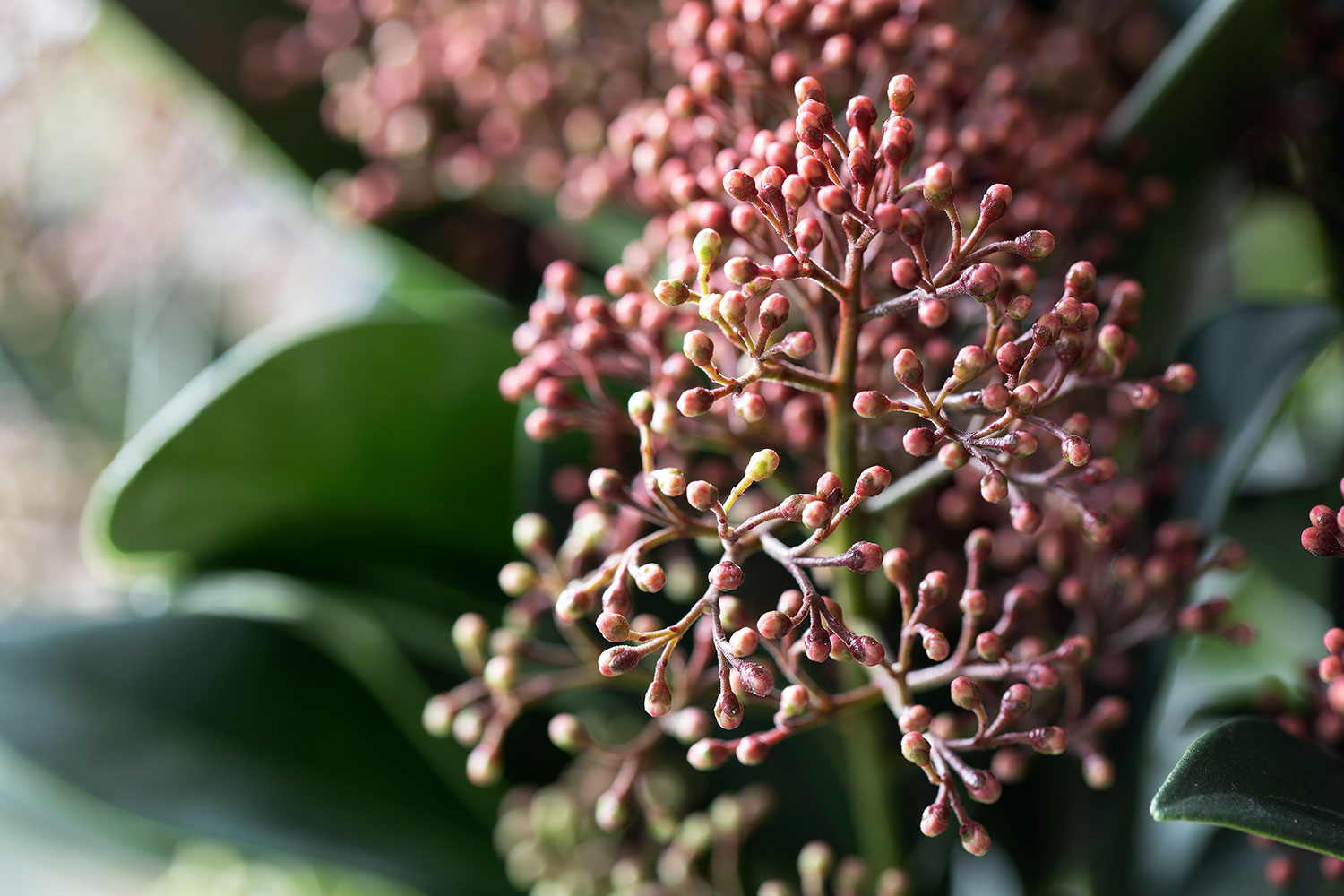 Skimmia knopper