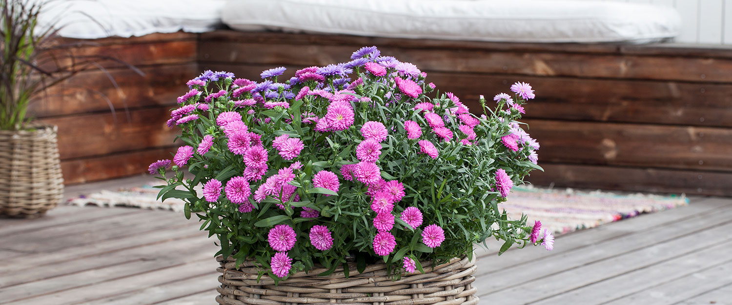 Asters