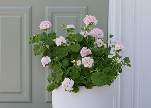 Pelargonia ´Dronning Ingrid´