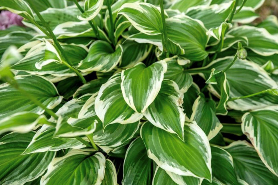 Hosta bladlilje