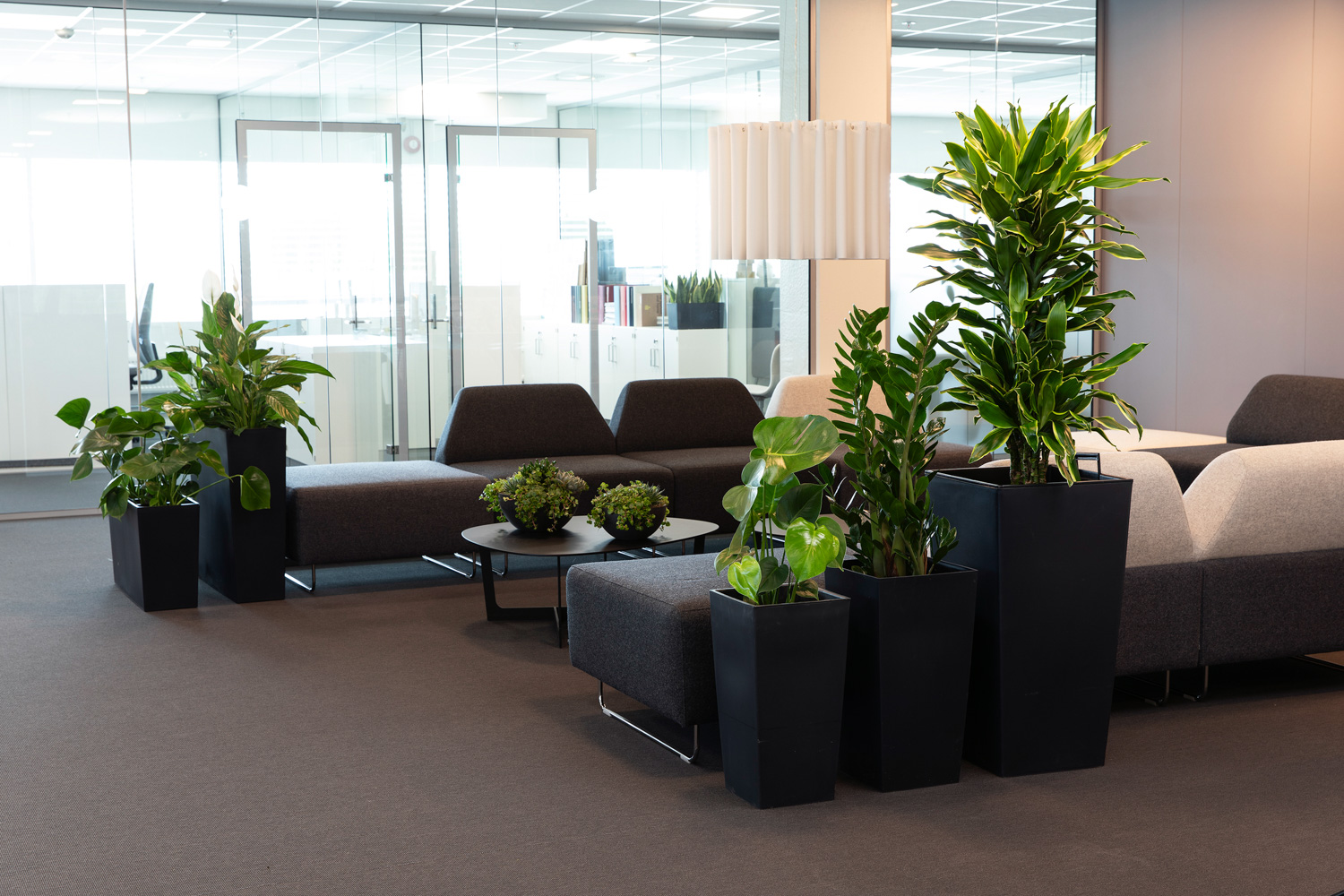 Gr&oslash;nne planter p&aring; arbeidsplassen.