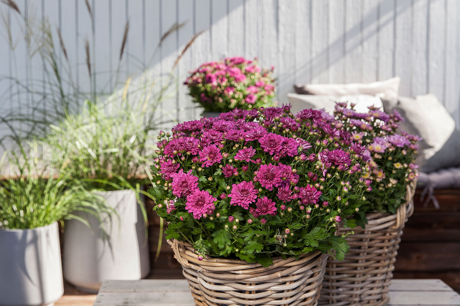 Frilandskrysantemum