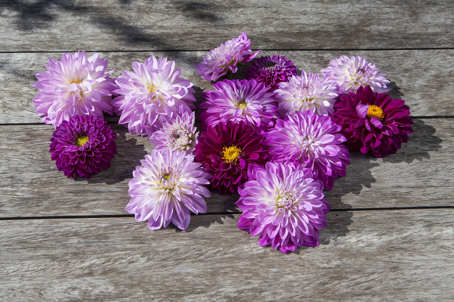 Georginer Dahlia