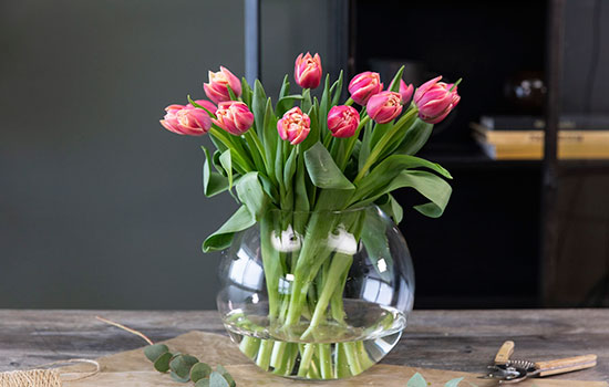 Få nytt liv i tulipanene igjen