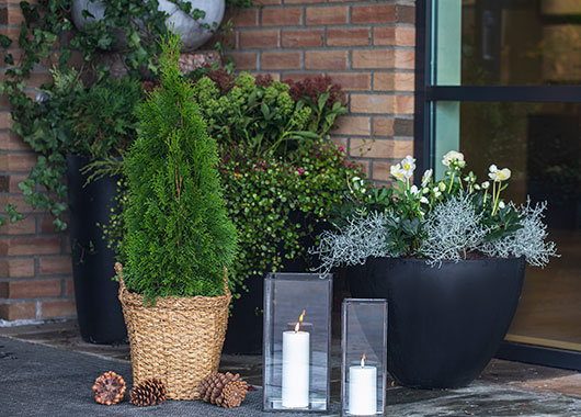 Thuja