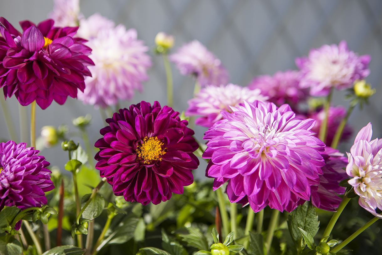 Georginer Dahlia