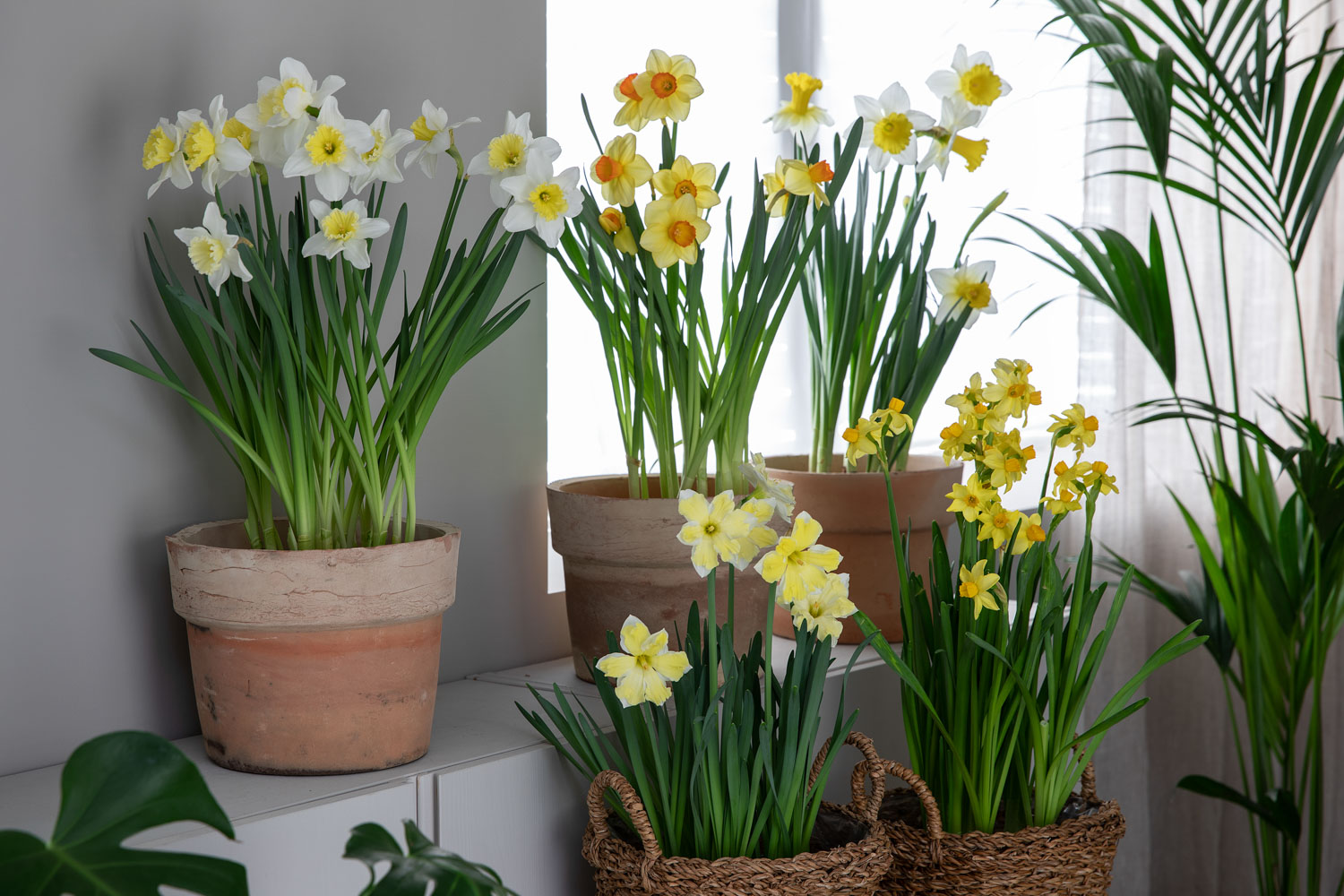 P&aring;skeliljer narciss