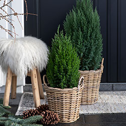 Vintergrønne planter
